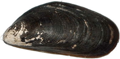 Mussel - Mussel Transparent Background (400x400), Png Download