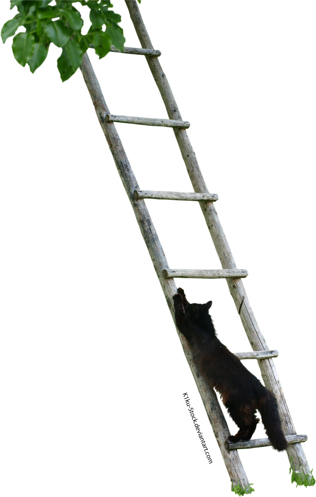 Black Cat Climbing A Ladder By K1ku-stock - Climbing A Ladder Png (1024x1609), Png Download