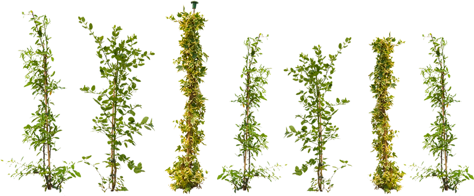Climbing Plant Png - Climbing Plant Top View (960x400), Png Download