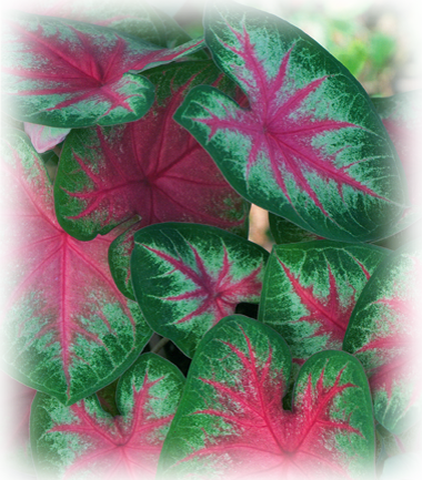 Rosebud Photo - Bulb (380x433), Png Download