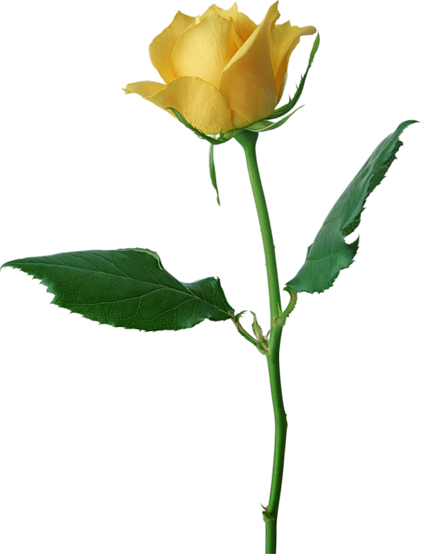 Large Yellow Rose Png Clipart - Yellow Rose Flower Png (608x800), Png Download