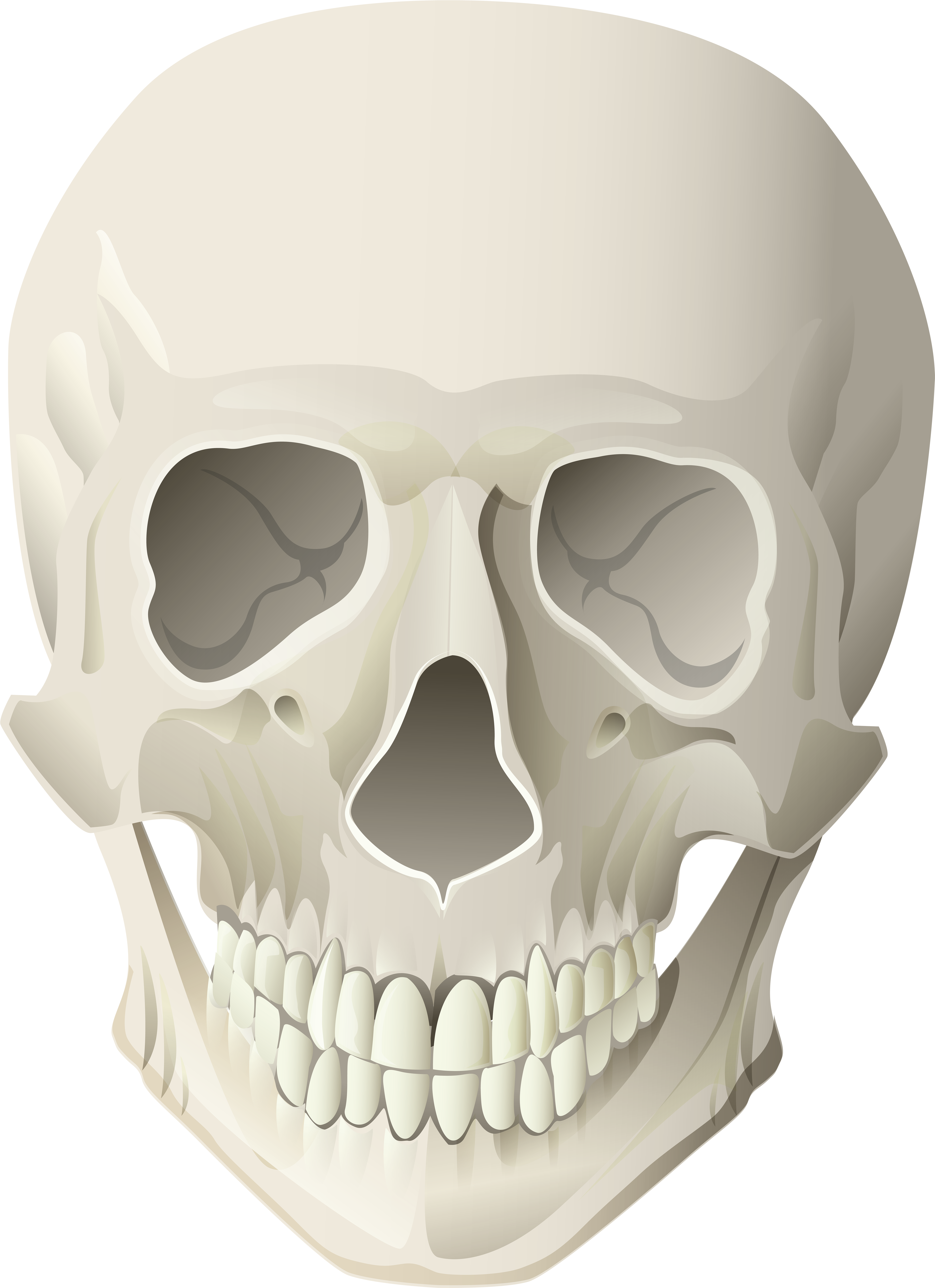 Skull (5803x8000), Png Download