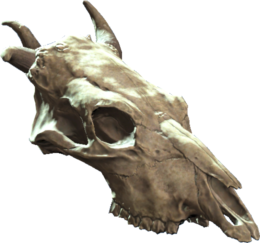 Jawless Brahmin Skull - Skull (568x574), Png Download