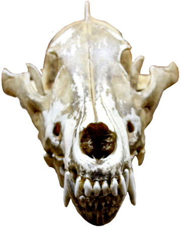 Cool Skull Clip Art - Not A Dog Person [book] (416x472), Png Download
