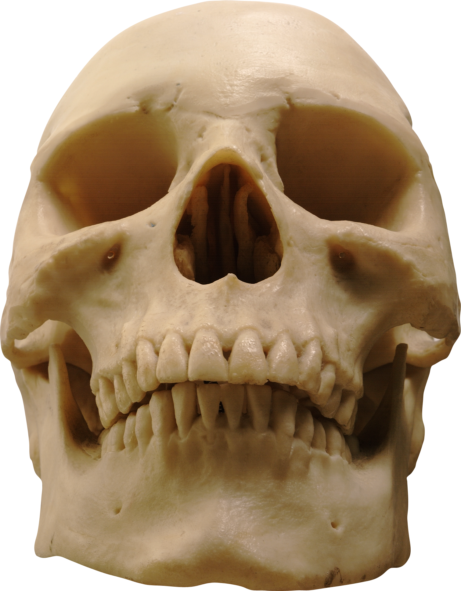 Skeleton, Skull Png Image - Skull (1511x1935), Png Download