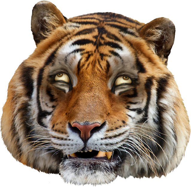 Tired Grft - Tiger Head Funny Png (651x651), Png Download
