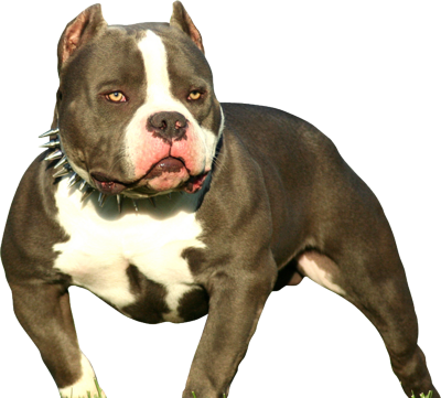 Pitbull Puppy Png Request Use The Form Below To Delete - American Bully Dog Png (400x361), Png Download