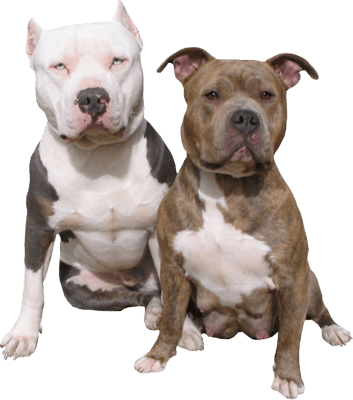 Download - Pitbull Dog Png (353x400), Png Download
