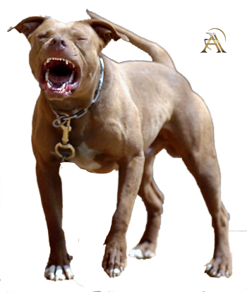 Share This Image - 5 Year Old Pitbull (350x414), Png Download
