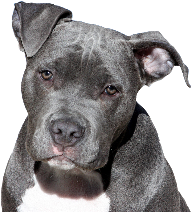 Pit Bull Rescues In Chicago - American Bully Sizing (606x640), Png Download
