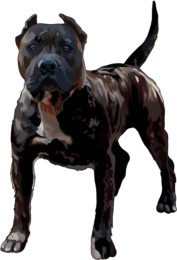 Pitbull Png - Perro De Presa Canario (700x990), Png Download