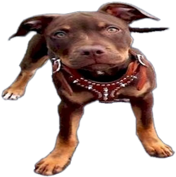 Responsible Pet Ownership Is Probably The Most Overlooked - Black And Tan Pitbull (363x367), Png Download