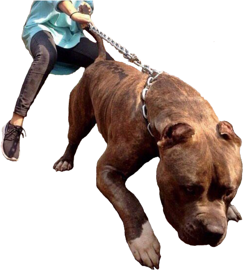 Xxl Pitbull Hulk (596x583), Png Download