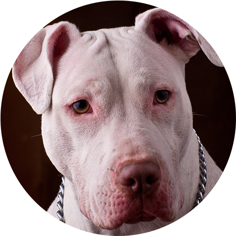 American Pit Bull Terrier (500x500), Png Download