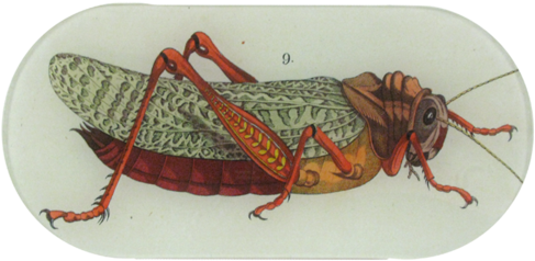 Sailing Medusa Sailing Medusa - Grasshopper (500x500), Png Download