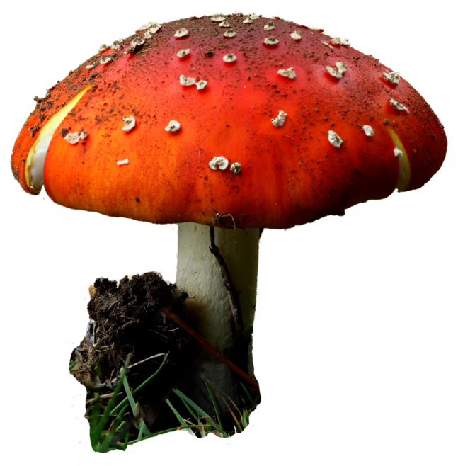 Red Mushroom On Transparent Background - Mushroom Drawing Transparent Background (1024x724), Png Download