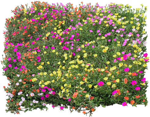 Arbol Photoshop, Arboles Png, Arboles Planta, Bloques, - Flower Bed Plan View (500x385), Png Download