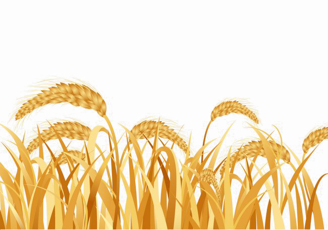 Harvested Wheat Transparent Image - Rice Land Png (650x456), Png Download