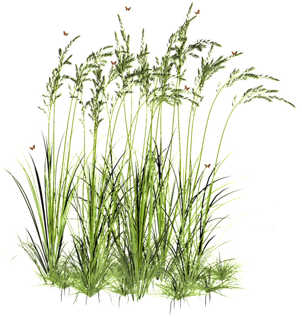 Light Wheat Field Transparent Decorative - Clip Art (1024x1196), Png Download