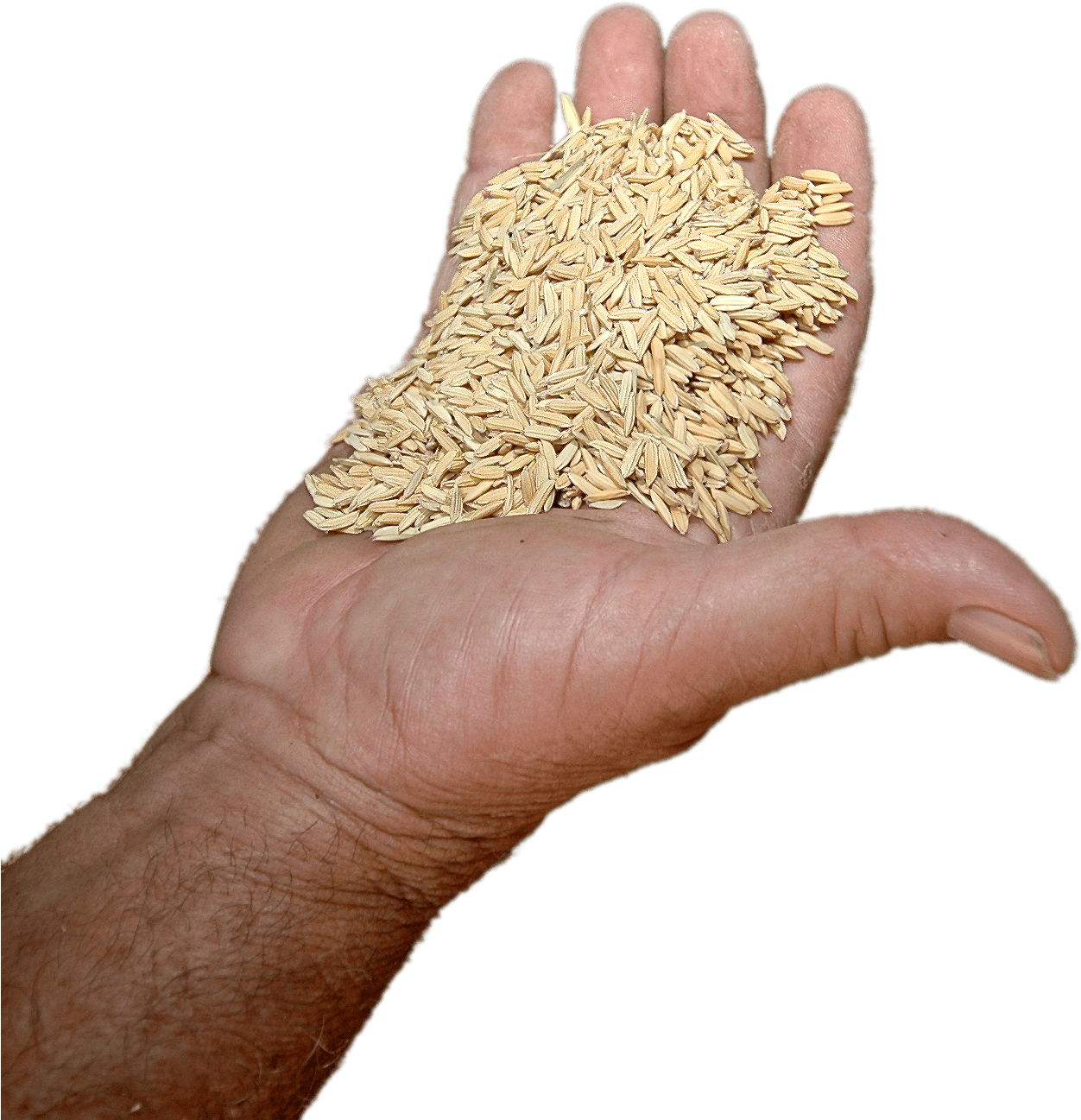 Download - Rice (1388x1444), Png Download