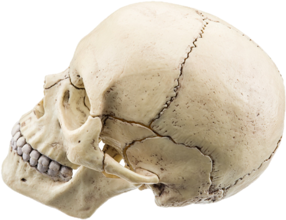 We Have Flat Bones That Make Up The Cranial Bones Of - Skull (675x499), Png Download