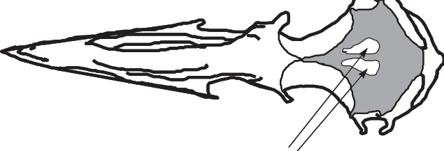 Upper Side Of A Yellow Legged Skull Showing The Non (635x217), Png Download