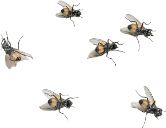 La Noticia De Las Moscas Ha Sido Recogida En Los Medios - Flies Png (400x300), Png Download