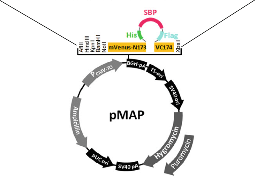 Map Tag Sequence And Expression Vector - Expression Vector (850x603), Png Download