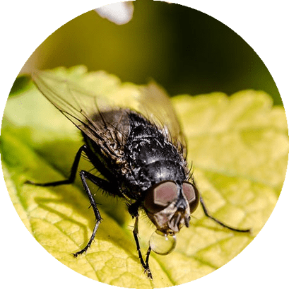 Dedetização E Controle De Moscas - Badger Realty Team: Laura Lahti Real Estate (409x409), Png Download