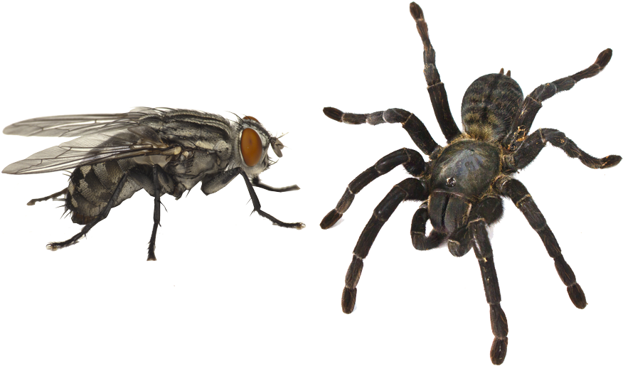 Mosca - Imagenes De Arañas Y Moscas (900x568), Png Download