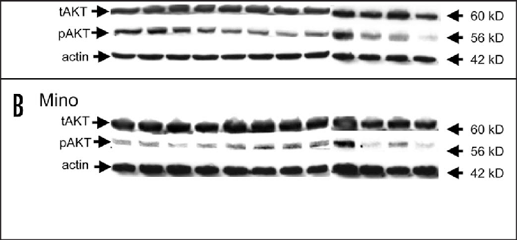 Jeko And Mino (b) Cell Lines Were Cultured In The Presence - Cruise Ship (751x350), Png Download