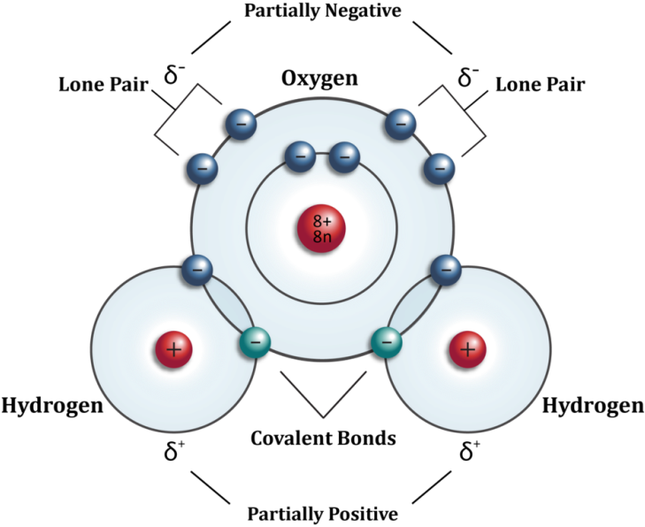 Each Water Molecule Is Electrically Neutral But Polar, - Water Atom (749x628), Png Download