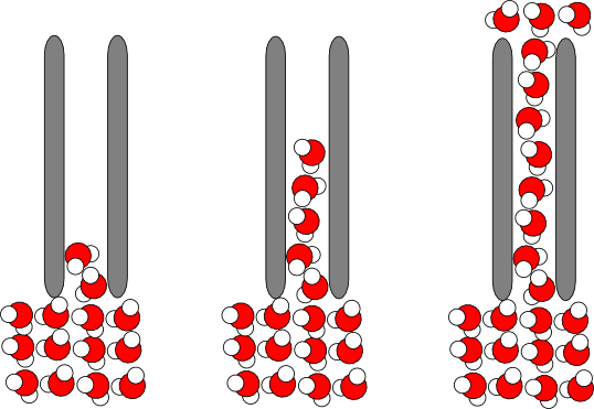 Capillary Action Of Water - Capillary Action Water Molecules (538x371), Png Download