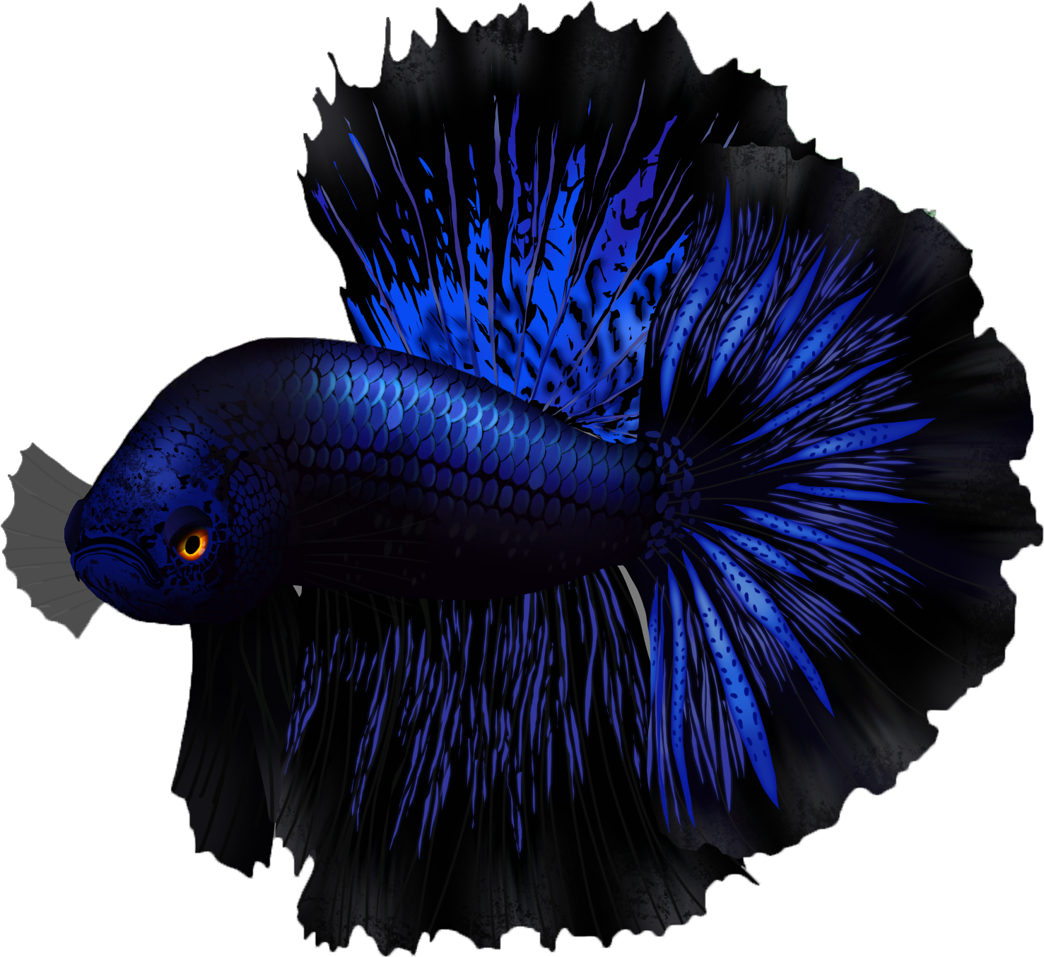 Betta Fish Name - Flightless Bird (2000x2000), Png Download