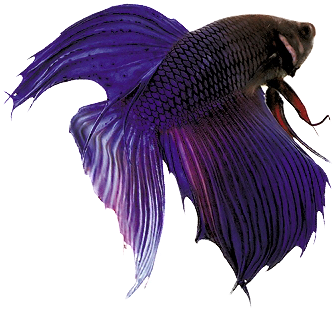 Peixe Beta Png (428x368), Png Download