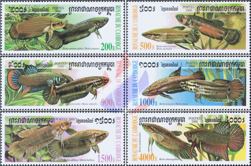 Fighting Fish Of The Genus Betta - Bettas (800x800), Png Download