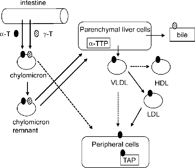 Transport Of Vitamin E Between Different Tissues - Vitamin E Transfer Of Liver (685x588), Png Download