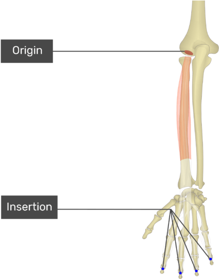 Extensor Carpi Radialis Longus Origin (550x550), Png Download