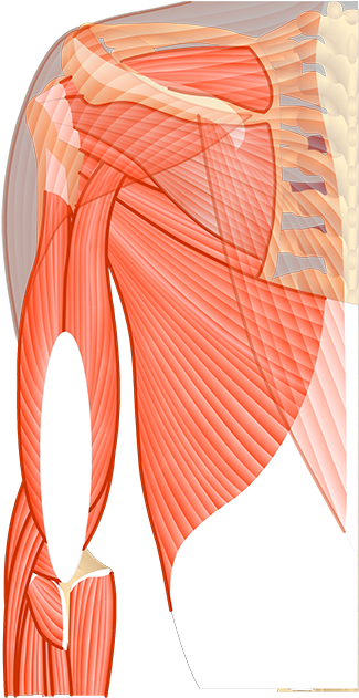 Posterior Compartment Of The Forearm (1200x630), Png Download