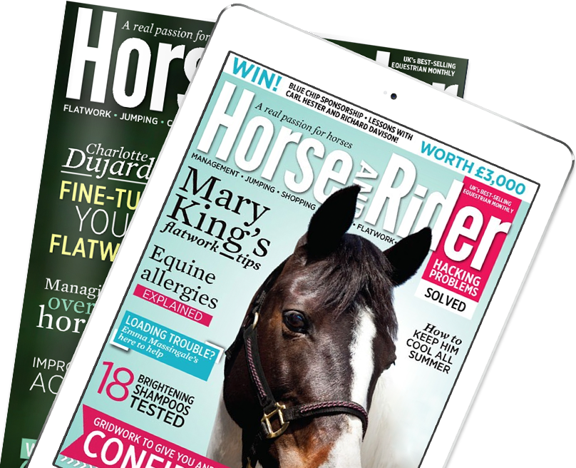 Subscribe - Horse (808x656), Png Download