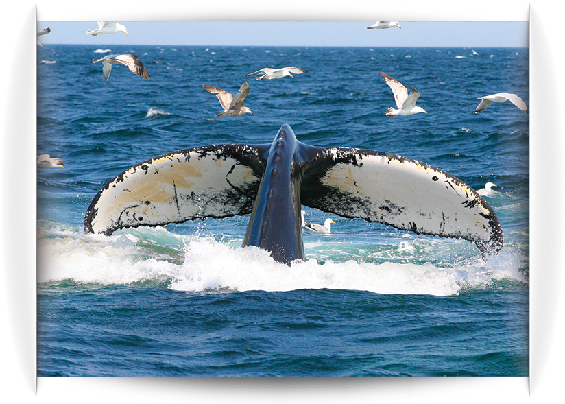 Searching For A Father's Day Gift Why Not Give Blue - Humpback Whale (850x595), Png Download