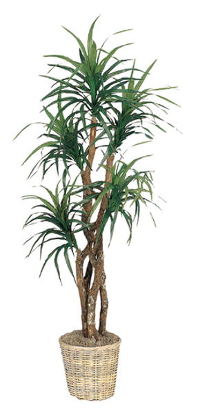 Picture Of - Tree (600x600), Png Download
