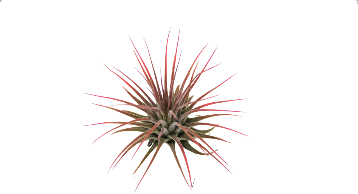 Tillandsia Ionantha Air Plant - Tillandsia (1200x795), Png Download