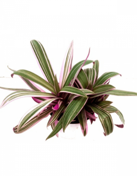 Rhoeo Spathca Tricolour Green Pink Color Plant With - Green (540x693), Png Download