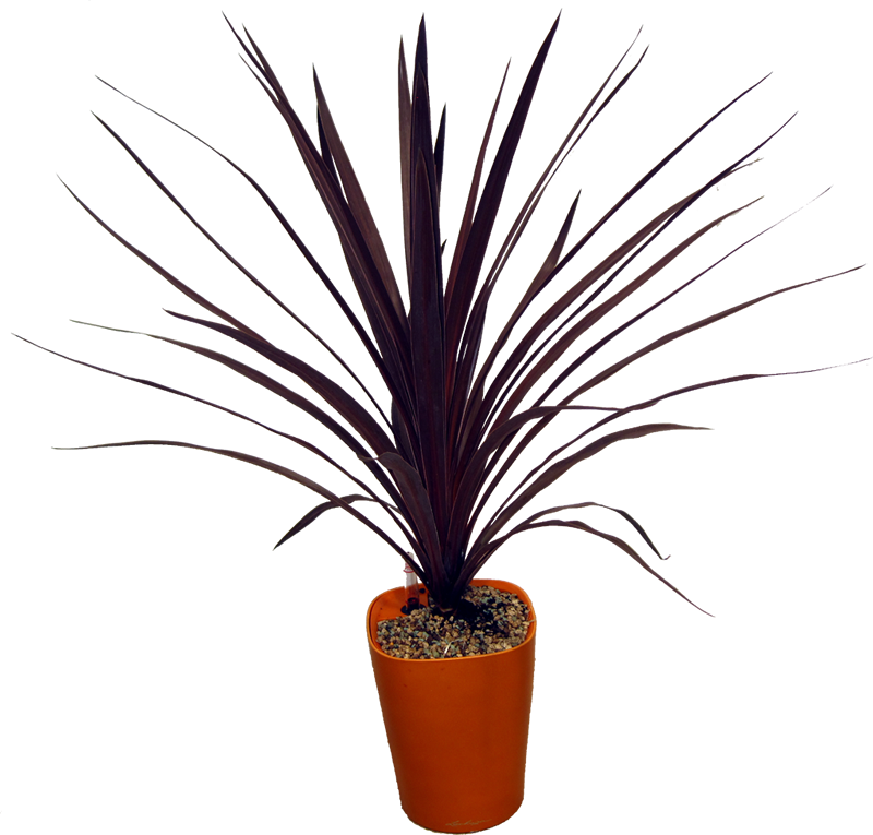 07 Jun Cordyline Red Star - Cordyline Red Star Png (800x765), Png Download