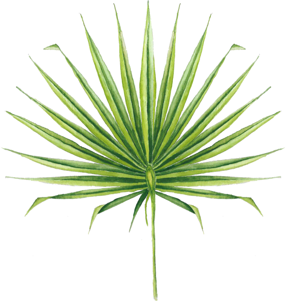 Icon-palmettoleaf - Exotic Leaves Png (1000x1052), Png Download