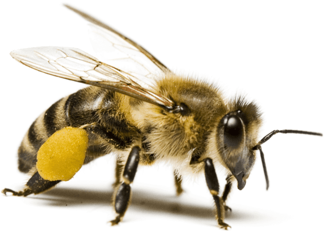 Honey Bees - Macro Extension Tube For Nikon D3200 (640x472), Png Download