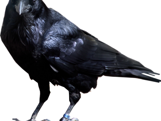 Crow Clipart Craw - Crow Png (640x480), Png Download