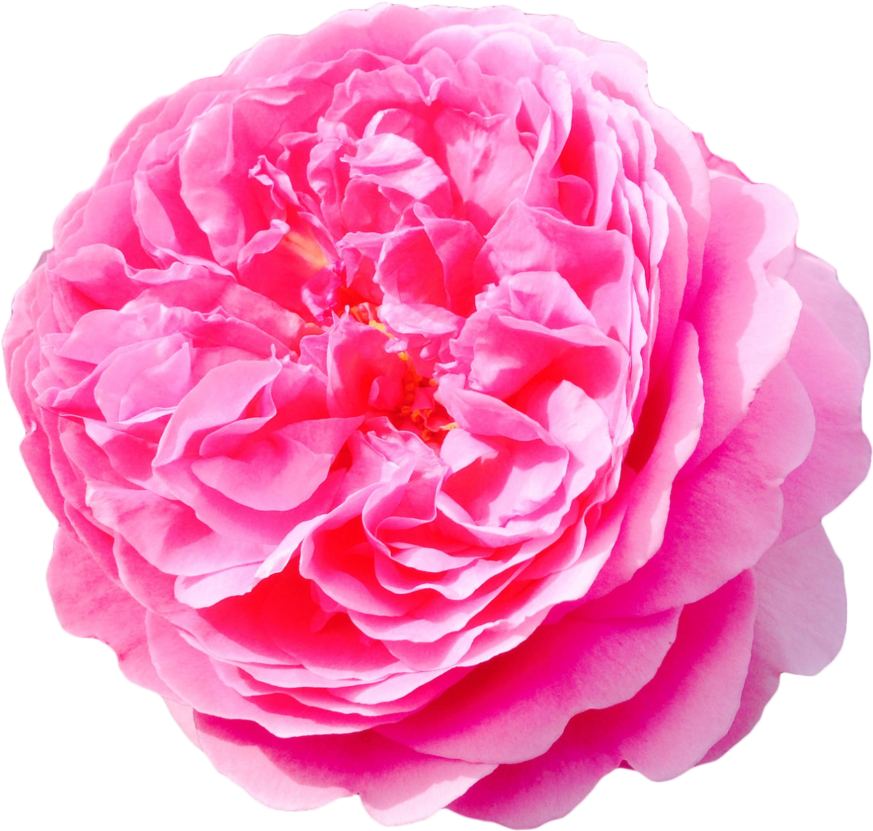 Flowers Png Tumblr Download - Damask Rose Png (1280x1211), Png Download