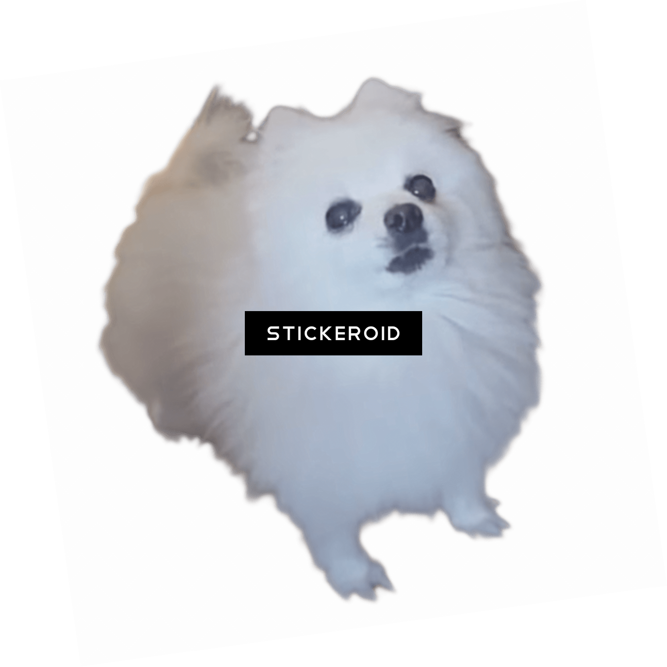 Gabe Шпиц - German Spitz Klein (1354x1355), Png Download